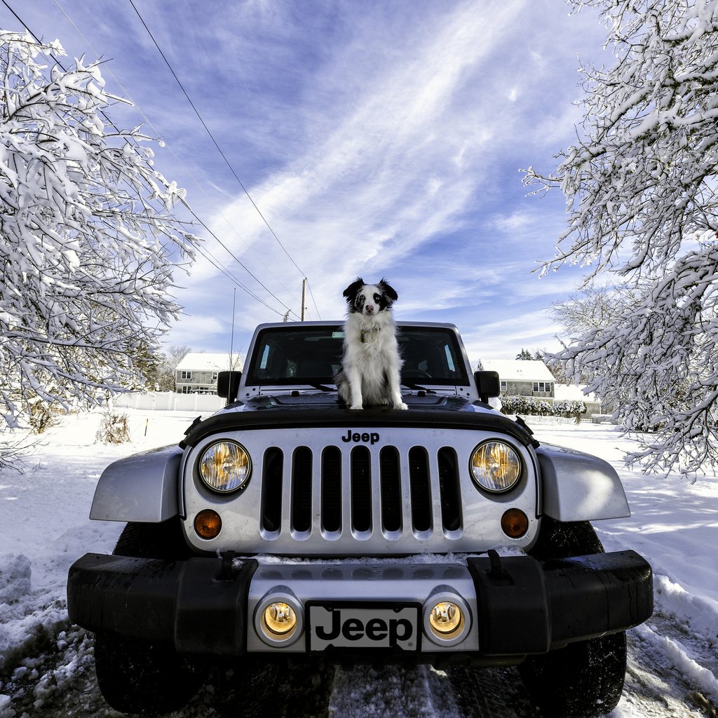 Обои снег, зима, машина, собака, джип, jeep wrangler, snow, winter, machine, dog, jeep разрешение 2048x1367 Загрузить