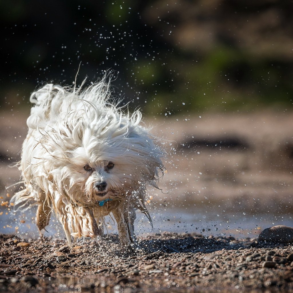 Обои вода, собака, брызги, бег, гаванский бишон, бишон, ralf bitzer, water, dog, squirt, running, the havanese, bichon разрешение 2047x1257 Загрузить