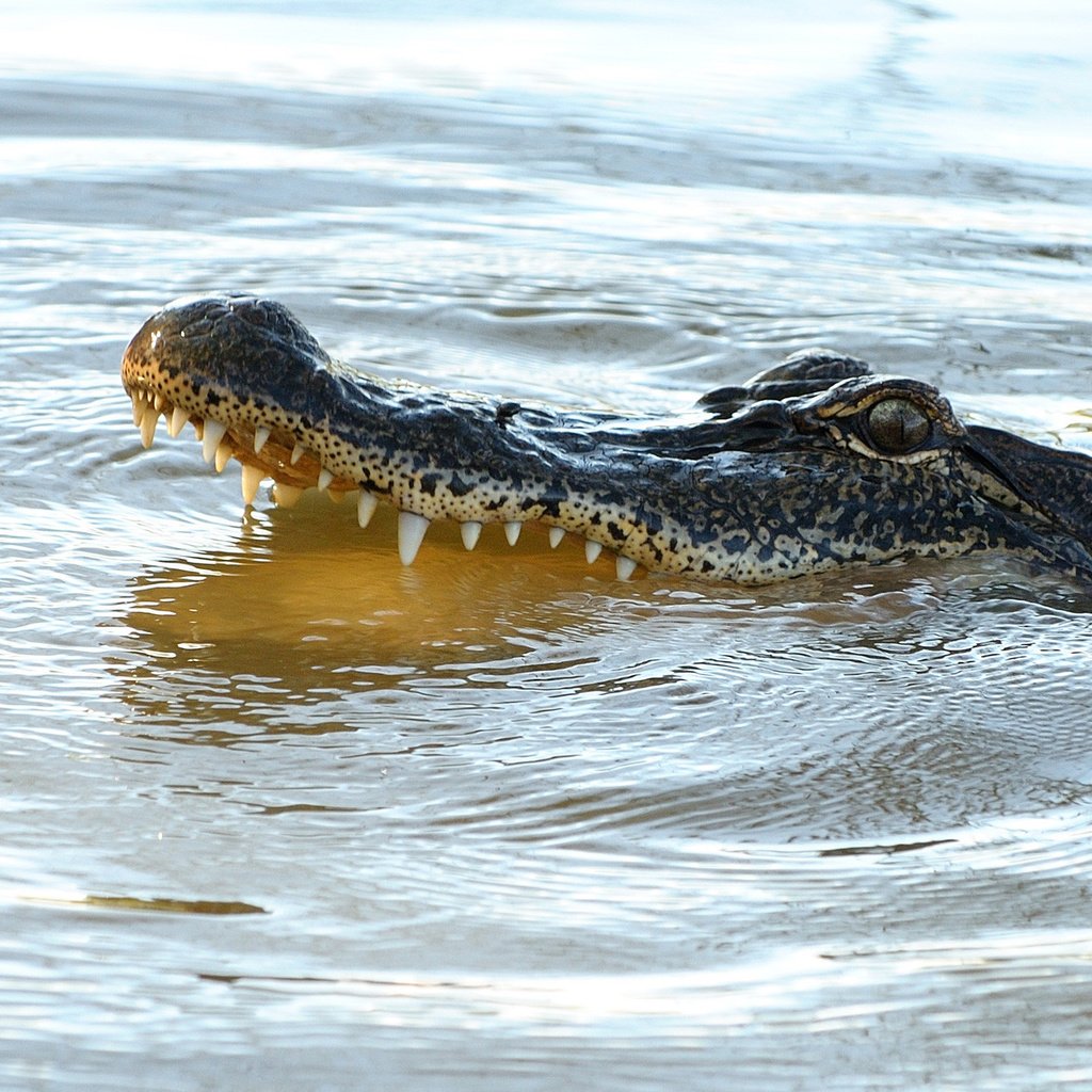 Обои вода, зубы, крокодил, пасть, рептилия, пресмыкающиеся, аллигатор, water, teeth, crocodile, mouth, reptile, reptiles, alligator разрешение 2000x1333 Загрузить