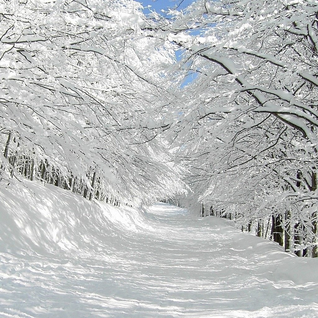 Обои небо, дорога, деревья, солнце, снег, зима, синее, the sky, road, trees, the sun, snow, winter, blue разрешение 1920x1080 Загрузить