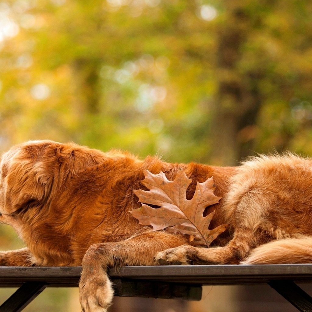 Обои осень, собака, лист, скамейка, золотистый ретривер, autumn, dog, sheet, bench, golden retriever разрешение 3250x1828 Загрузить