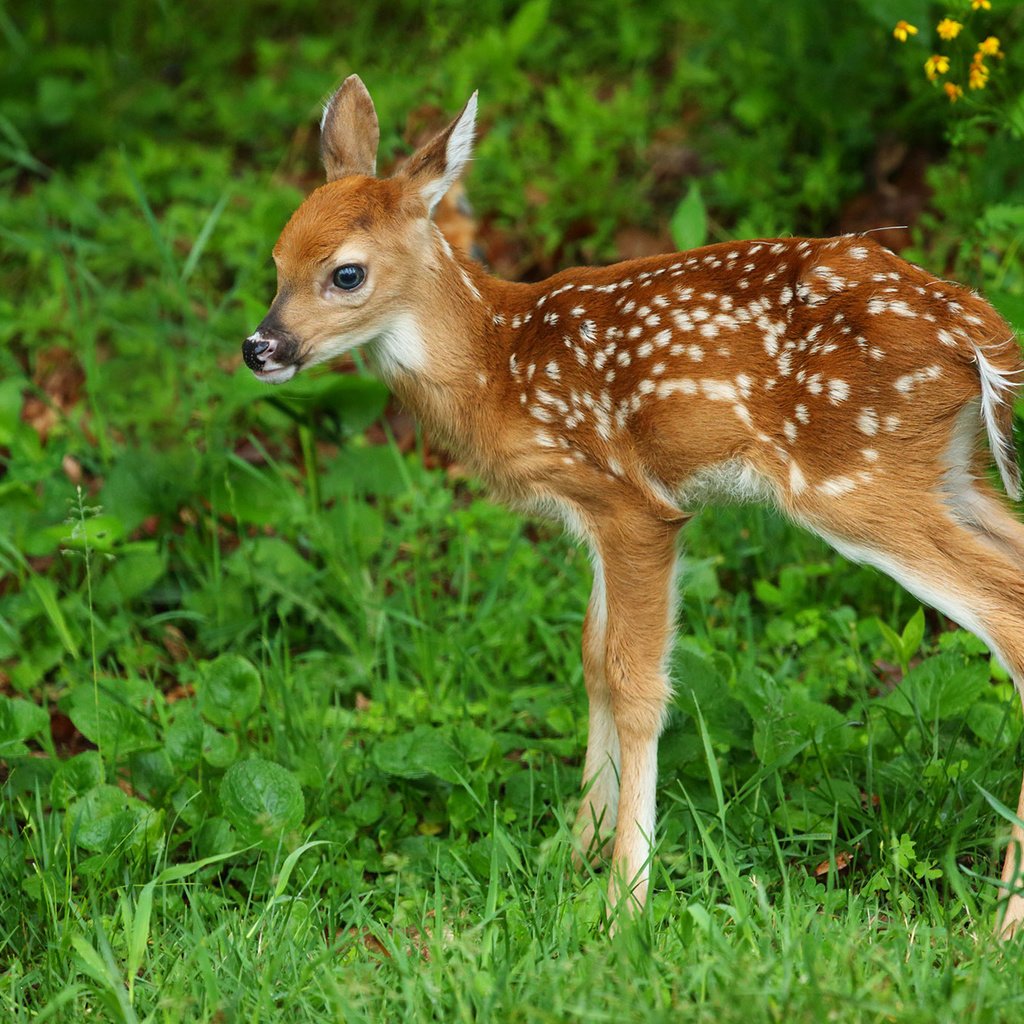 Обои трава, олень, детеныш, олененок, белохвостый олень, grass, deer, cub, fawn, white-tailed deer разрешение 2048x1365 Загрузить