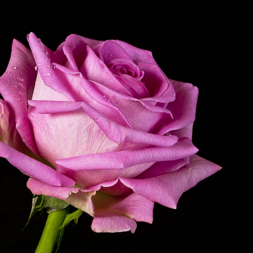 Обои цветок, капли, роза, черный фон, окрас, крупным планом, пинк, flower, drops, rose, black background, color, closeup, pink разрешение 2048x1365 Загрузить