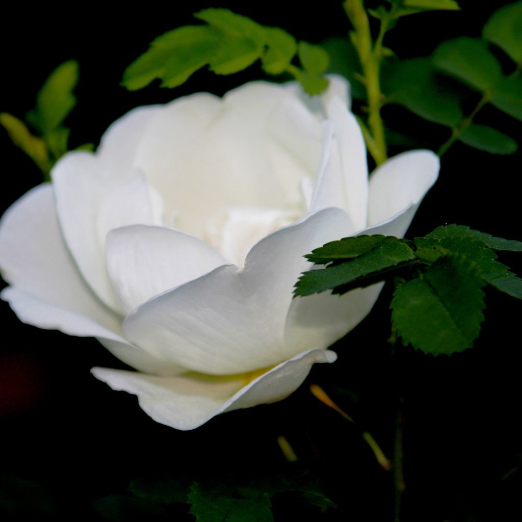 Обои макро, цветок, роза, бутон, белая, macro, flower, rose, bud, white разрешение 4272x2848 Загрузить