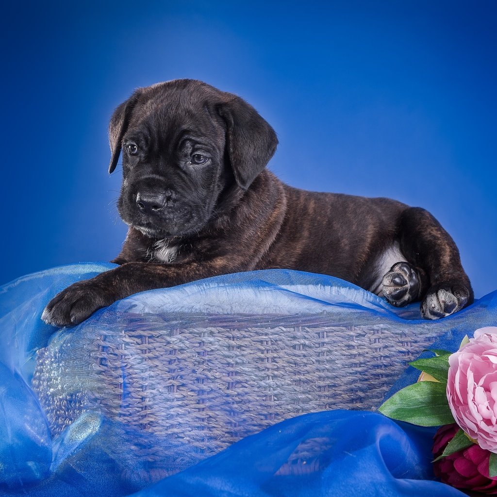 Обои цветы, щенок, ткань, корзина, кане-корсо, flowers, puppy, fabric, basket, cane corso разрешение 3600x2320 Загрузить