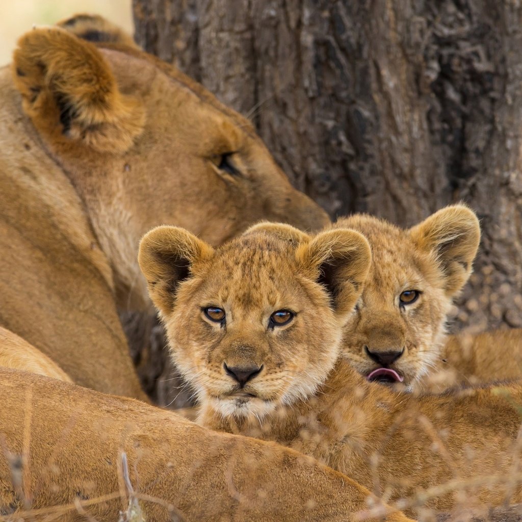 Обои львы, мама, малыши, львята, львица, lions, mom, kids, the cubs, lioness разрешение 1950x1250 Загрузить