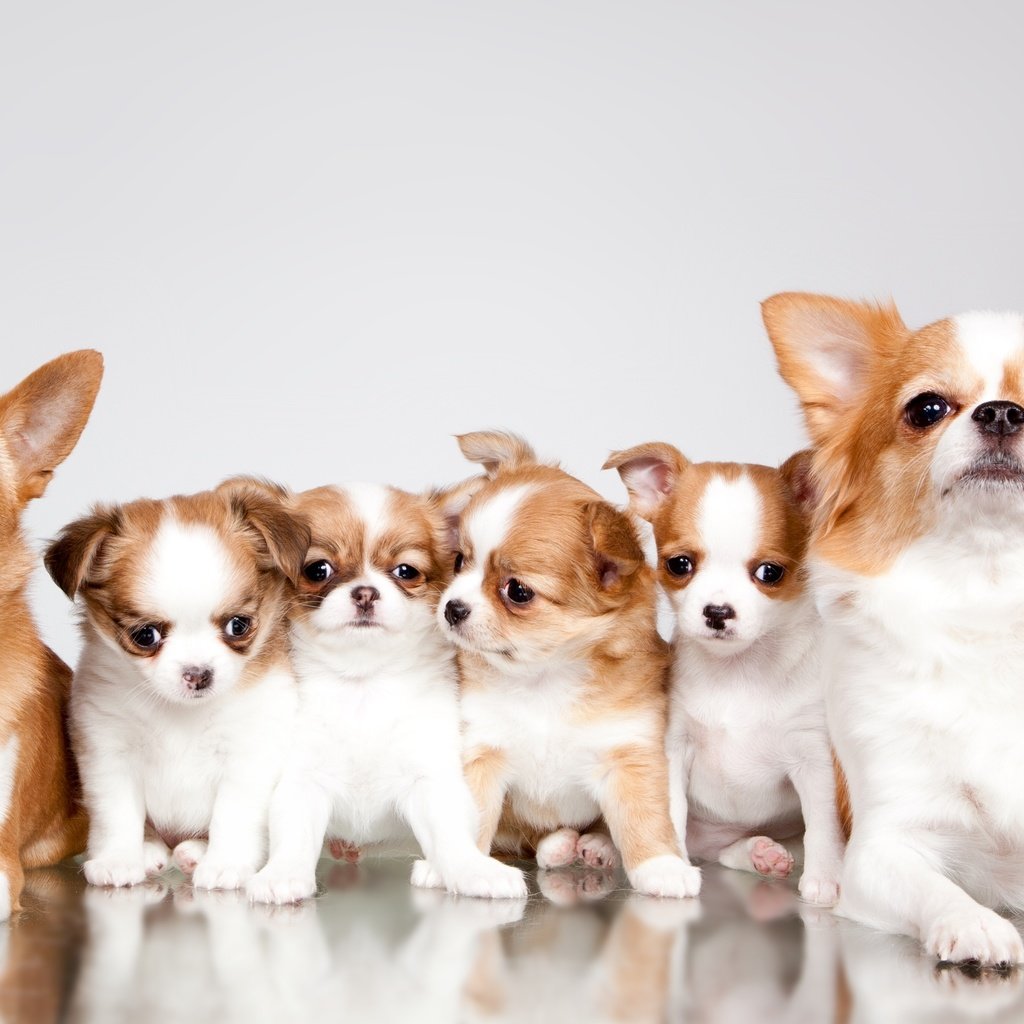 Обои щенки, семья, милые, чихуахуа, puppies, family, cute, chihuahua разрешение 3000x1718 Загрузить