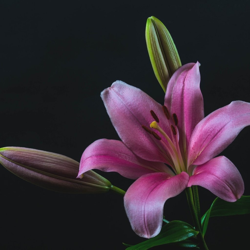 Обои бутоны, макро, лилия, розовая, buds, macro, lily, pink разрешение 2048x1363 Загрузить