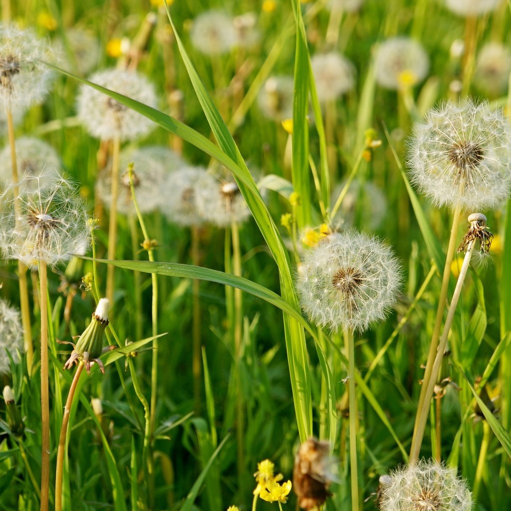 Обои трава, лето, пушистый, луг, одуванчики, grass, summer, fluffy, meadow, dandelions разрешение 3000x1899 Загрузить