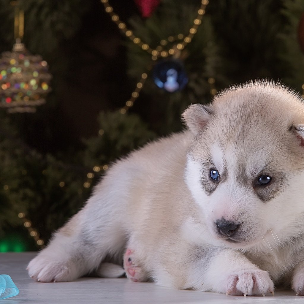 Обои новый год, щенок, хаски, порода, new year, puppy, husky, breed разрешение 2400x1504 Загрузить