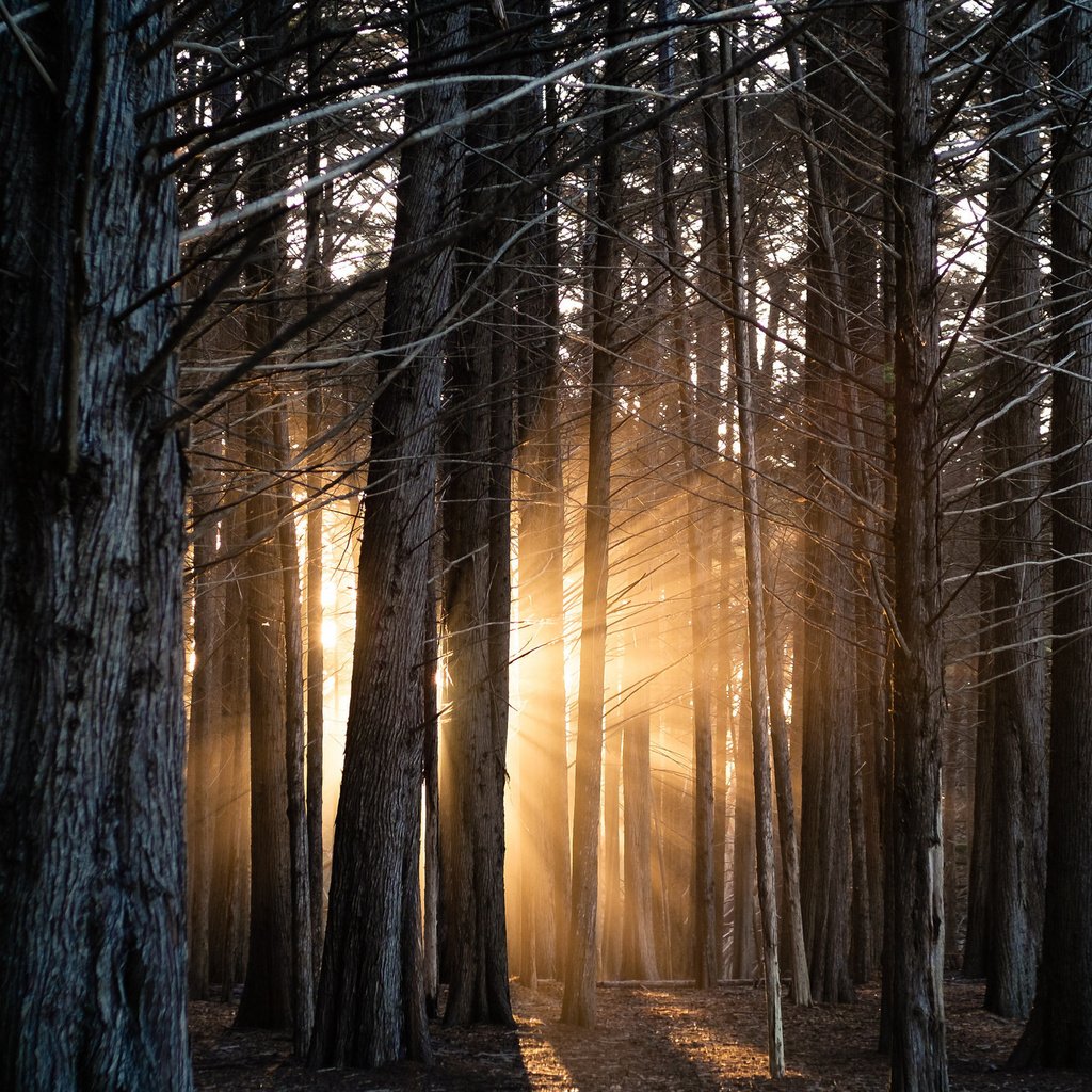 Обои свет, деревья, лес, стволы, солнечные лучи, light, trees, forest, trunks, the sun's rays разрешение 2048x1365 Загрузить