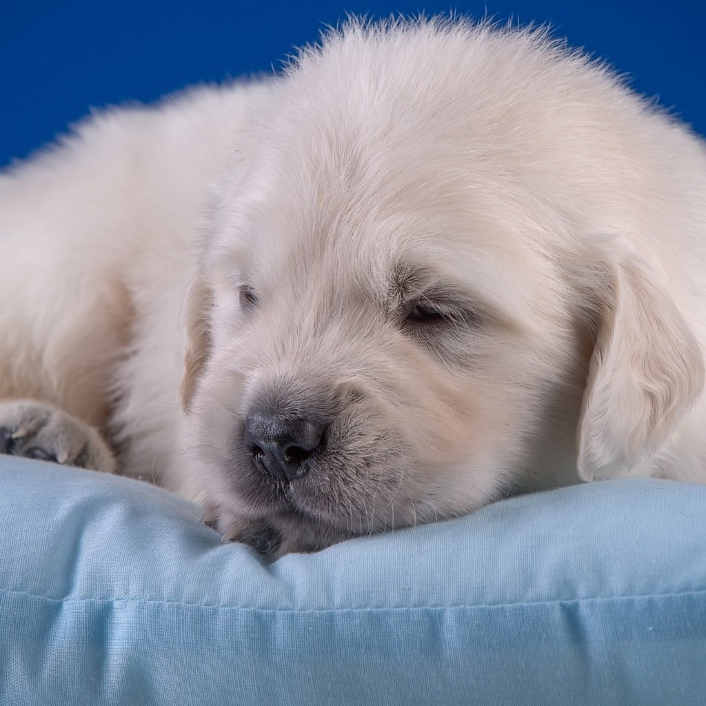 Обои щенок, малыш, подушка, милый, золотистый ретривер, puppy, baby, pillow, cute, golden retriever разрешение 3600x1976 Загрузить