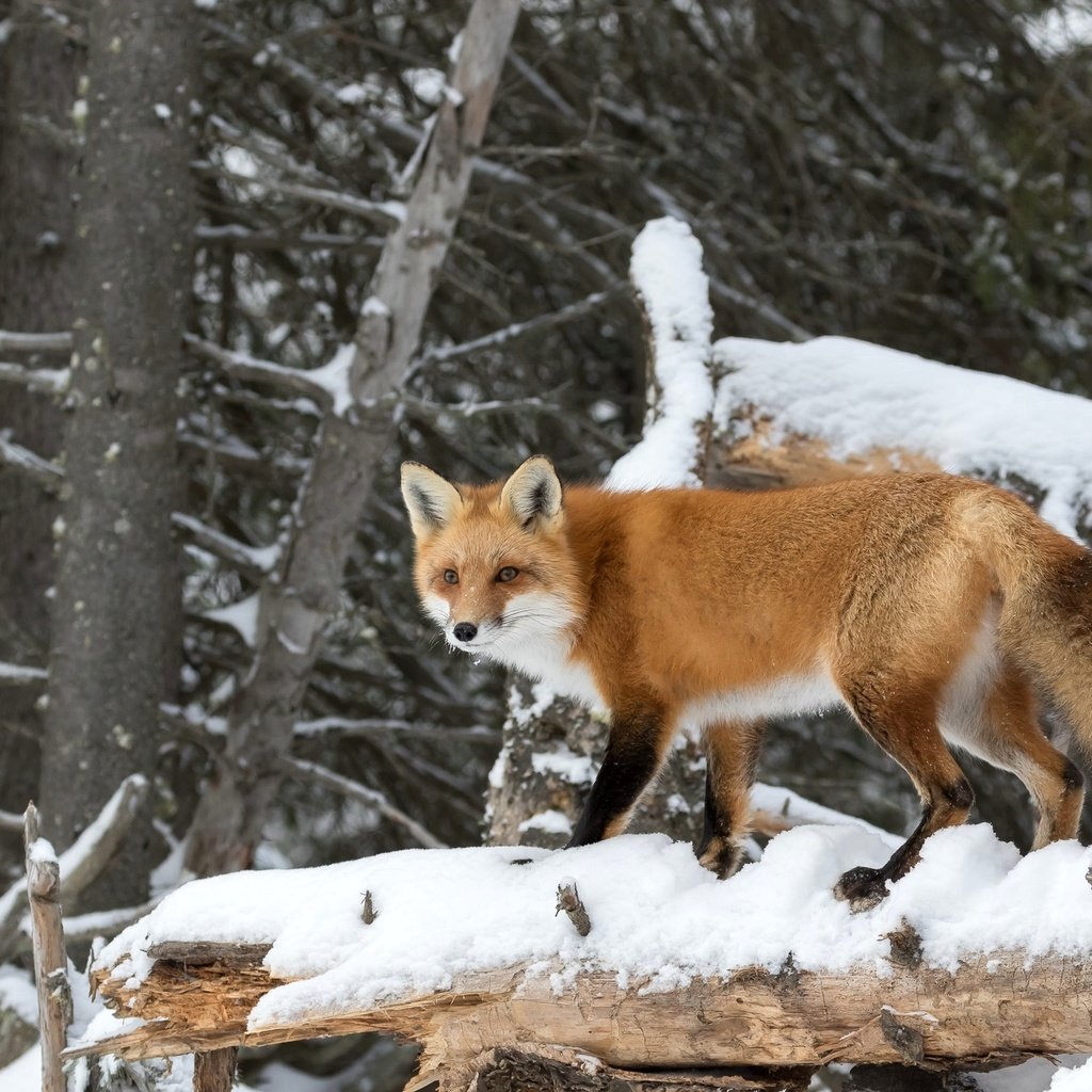 Обои деревья, снег, лес, рыжая, лиса, хищник, лисица, trees, snow, forest, red, fox, predator разрешение 2048x1365 Загрузить