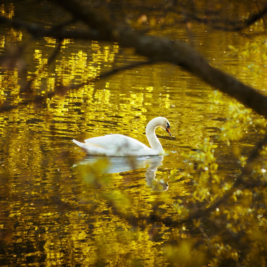 Обои озеро, природа, отражение, птица, лебедь, белый лебедь, лебедь-шипун, lake, nature, reflection, bird, swan, white swan разрешение 2874x1916 Загрузить