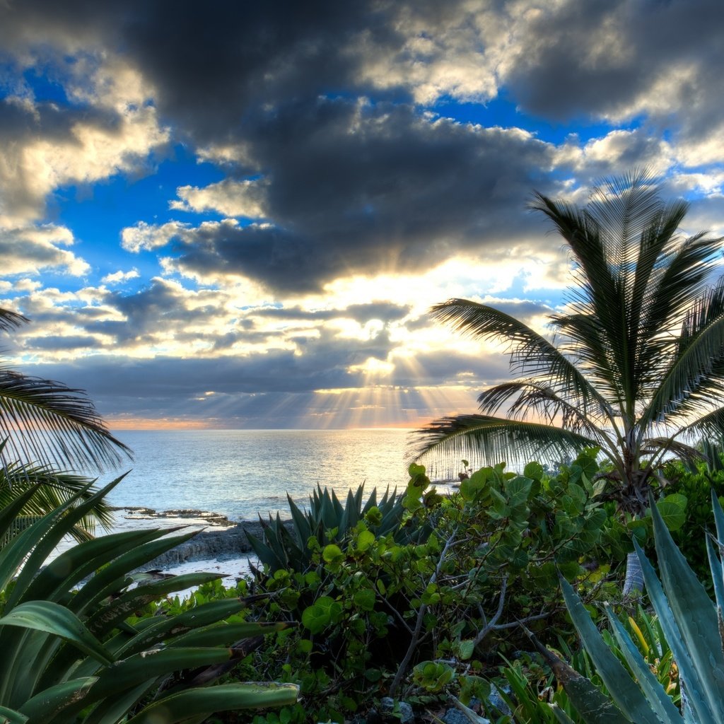 Обои вода, солнце, тучи, лучи, море, пальмы, алоэ, water, the sun, clouds, rays, sea, palm trees, aloe разрешение 2048x1366 Загрузить