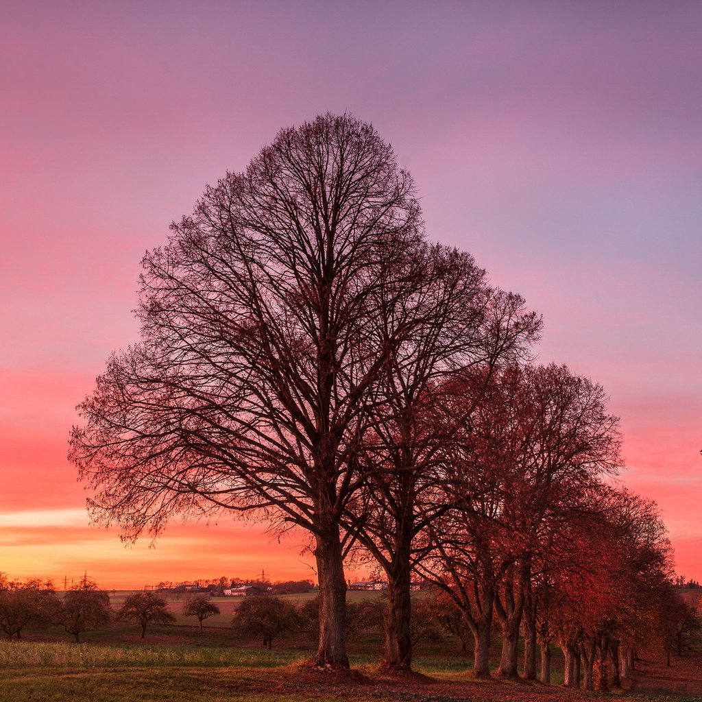 Обои деревья, природа, закат, trees, nature, sunset разрешение 2047x1269 Загрузить