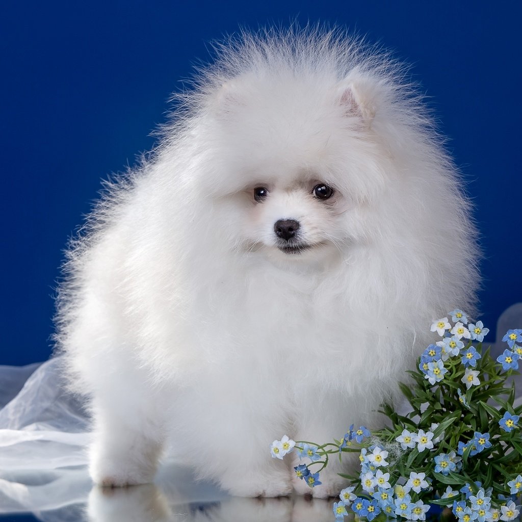 Обои цветы, пушистый, белый, щенок, шпиц, flowers, fluffy, white, puppy, spitz разрешение 2400x1507 Загрузить