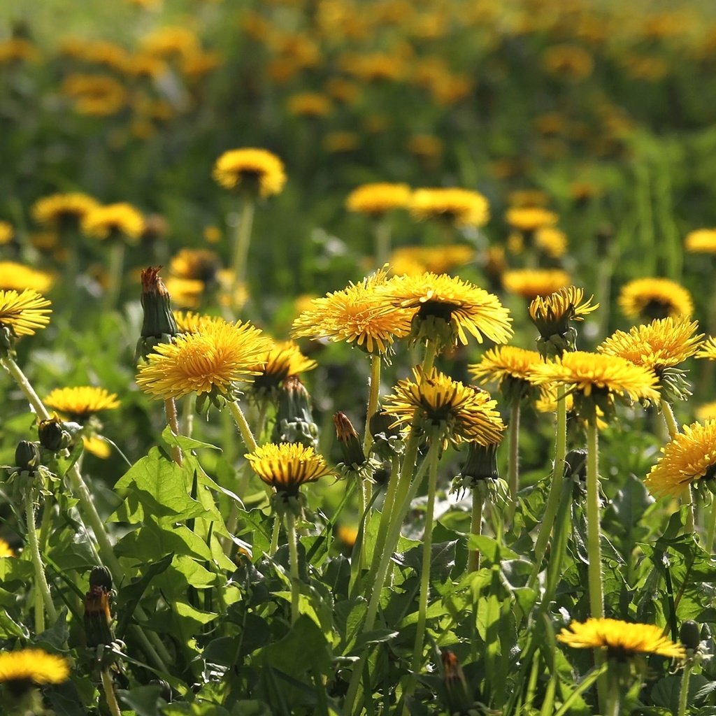 Обои цветы, поле, луг, весна, одуванчики, flowers, field, meadow, spring, dandelions разрешение 1920x1263 Загрузить