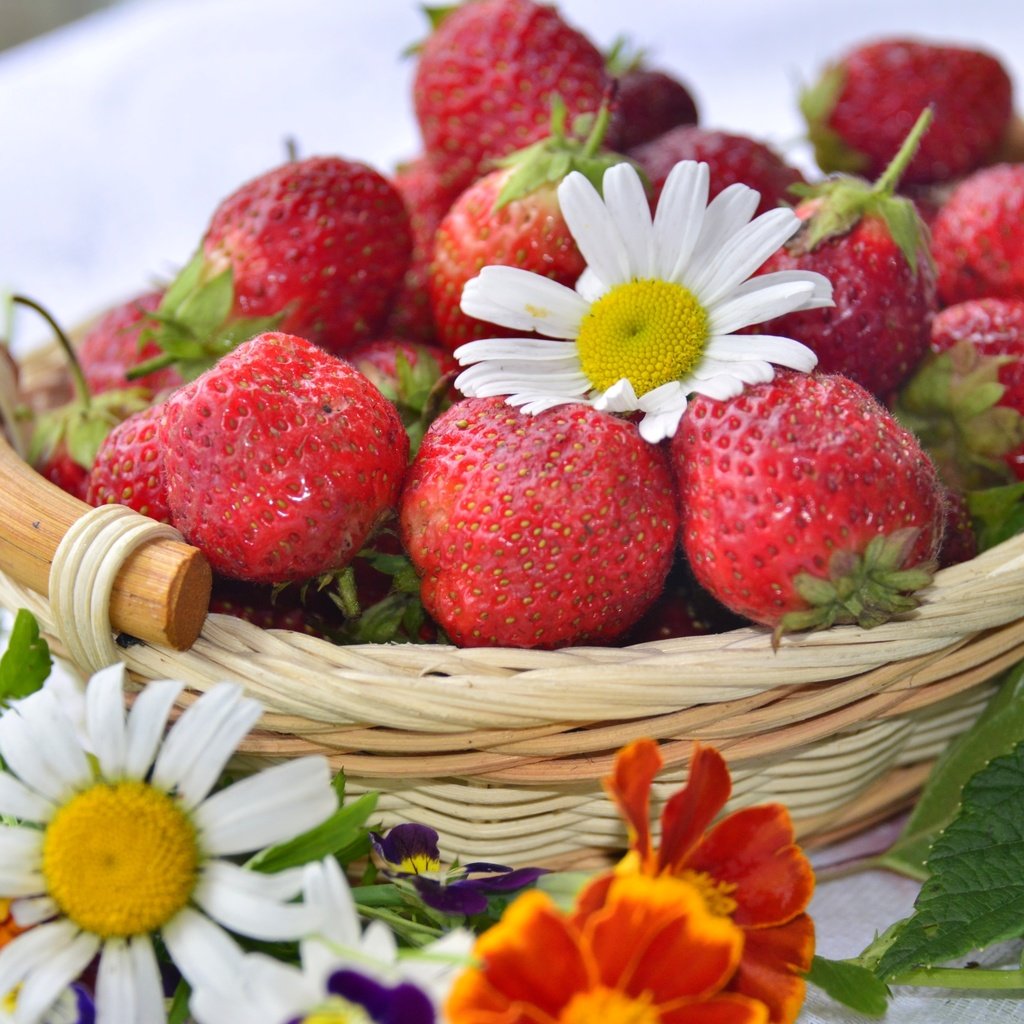 Обои клубника, ромашка, корзина, ягоды, бархатцы, strawberry, daisy, basket, berries, marigolds разрешение 3200x2045 Загрузить