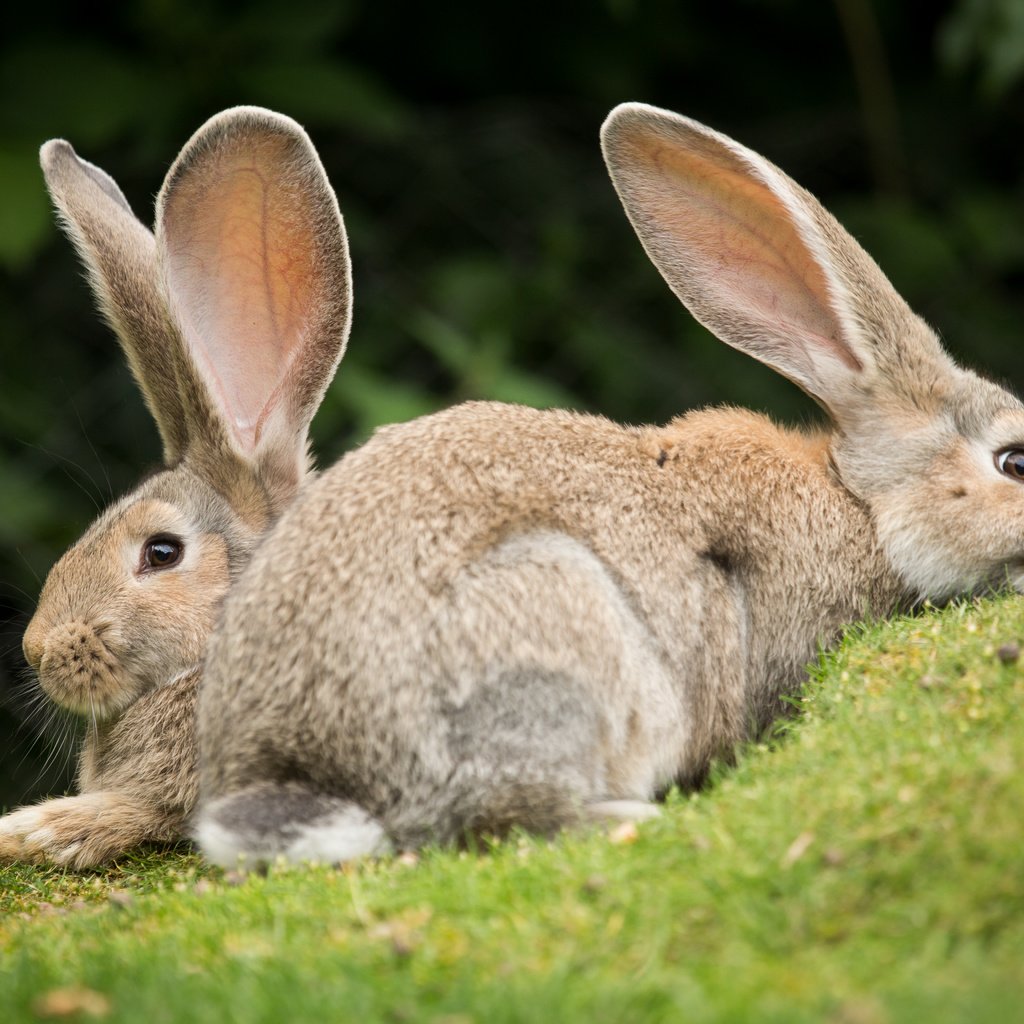 Обои трава, пара, кролики, grass, pair, rabbits разрешение 5184x3456 Загрузить