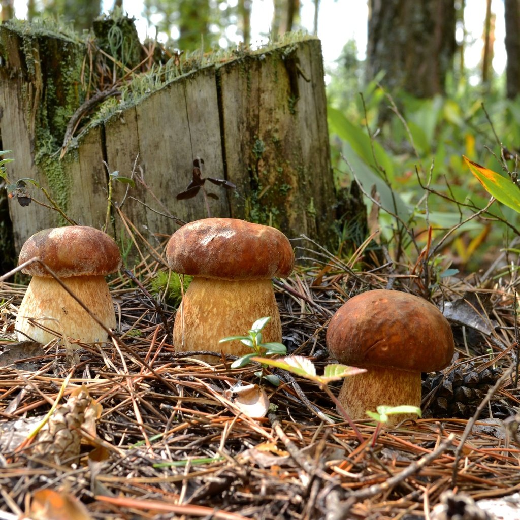 Обои лес, хвоя, грибы, пень, трио, боровики, forest, needles, mushrooms, stump, trio разрешение 2700x1720 Загрузить