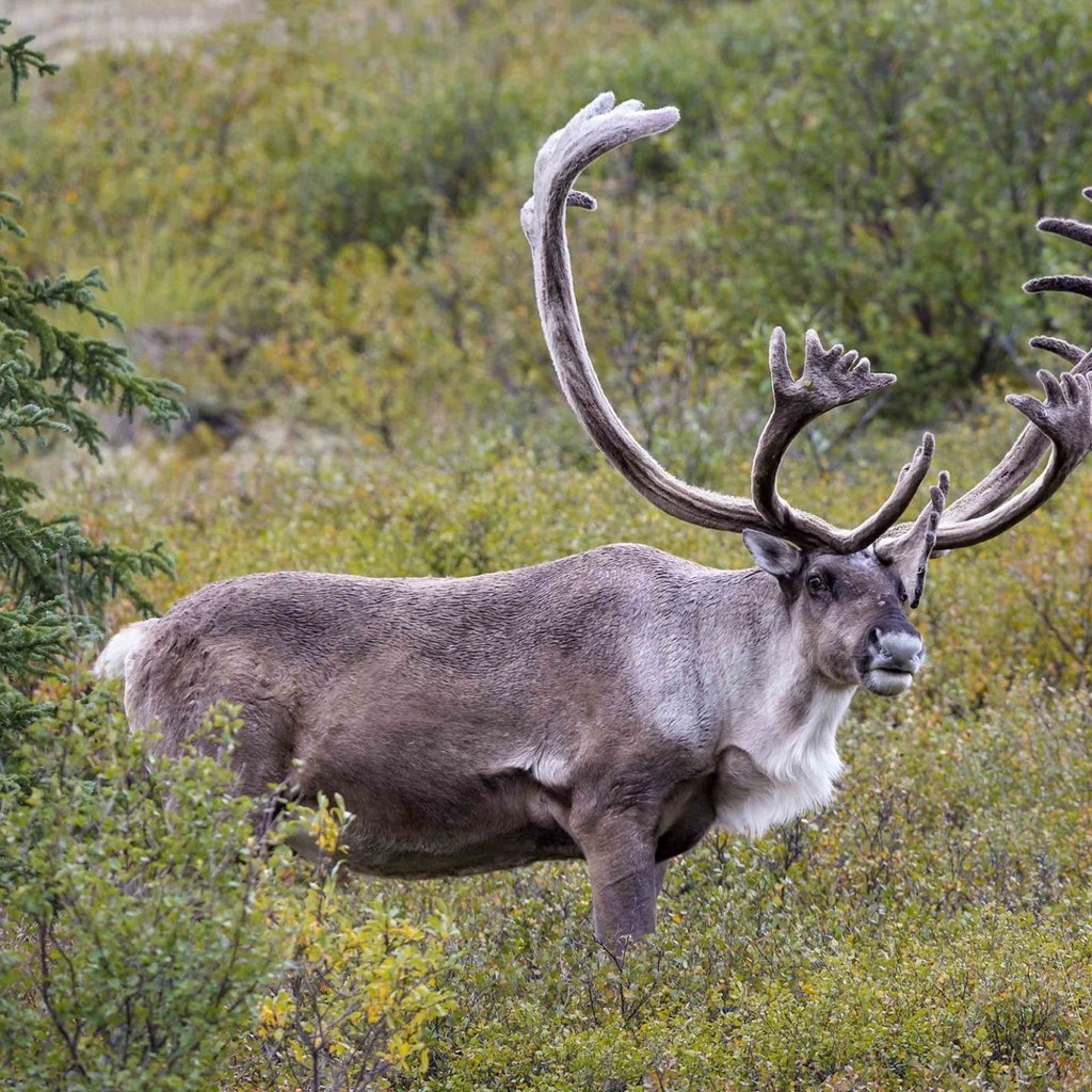 Обои олень, рога, северный, deer, horns, north разрешение 1920x1217 Загрузить