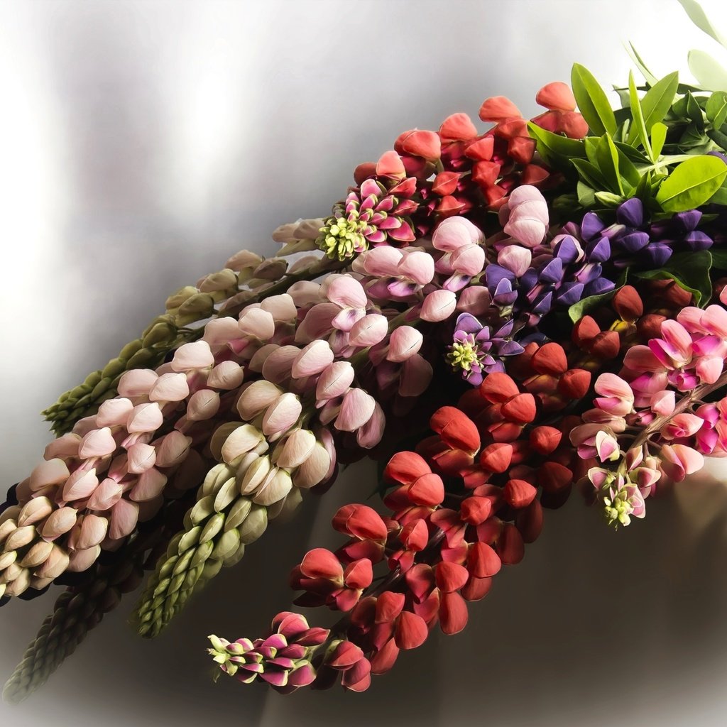 Обои цветы, макро, букет, люпин, flowers, macro, bouquet, lupin разрешение 1920x1258 Загрузить