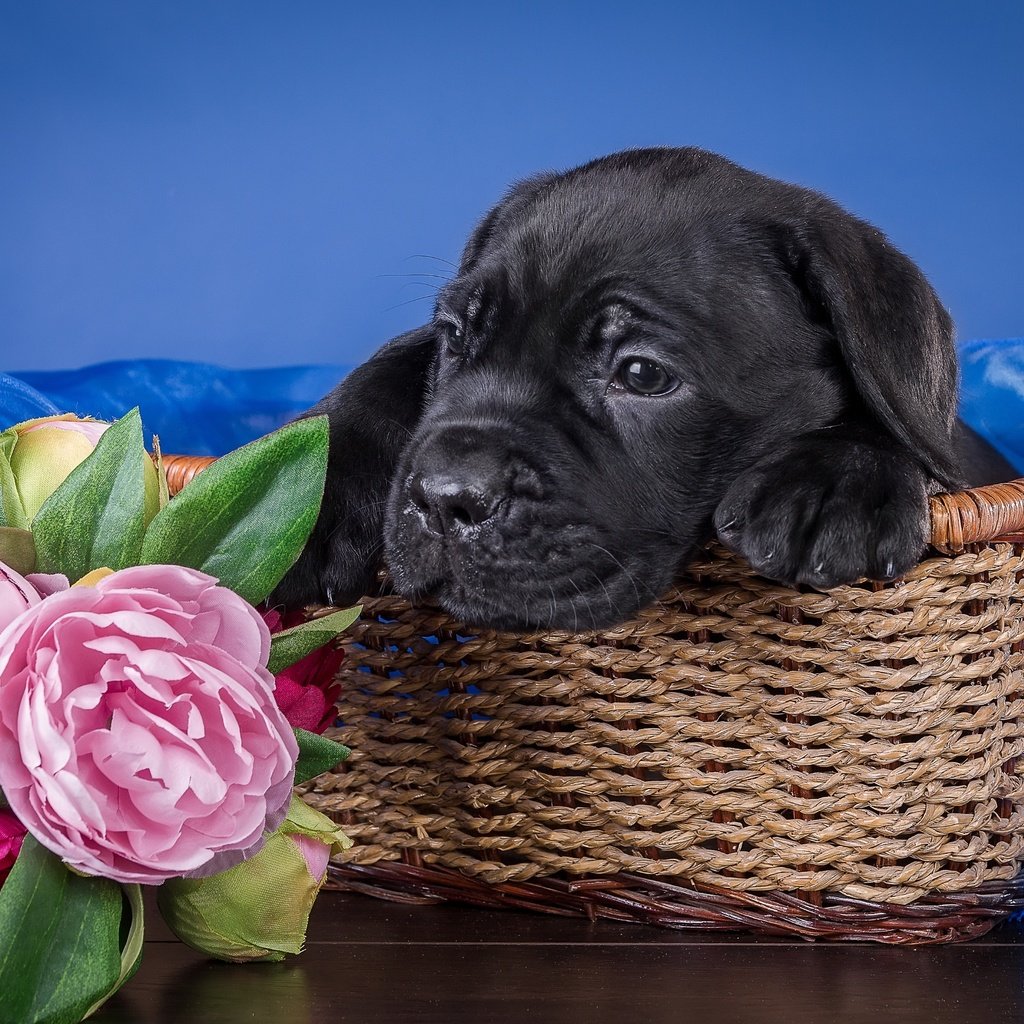 Обои цветы, собака, щенок, ткань, корзина, кане-корсо, пионы, flowers, dog, puppy, fabric, basket, cane corso, peonies разрешение 3000x1979 Загрузить