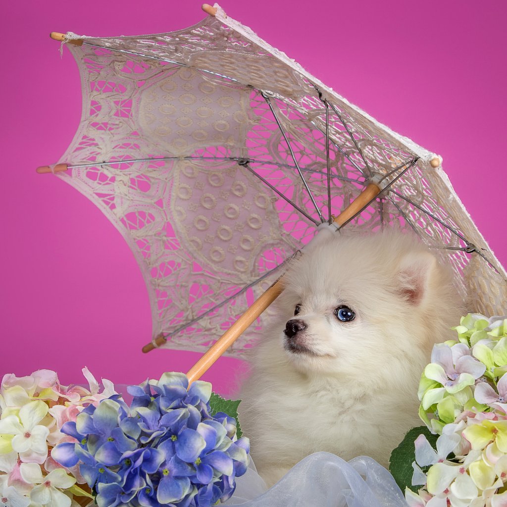 Обои белый, щенок, зонтик, гортензия, шпиц, white, puppy, umbrella, hydrangea, spitz разрешение 3000x1862 Загрузить