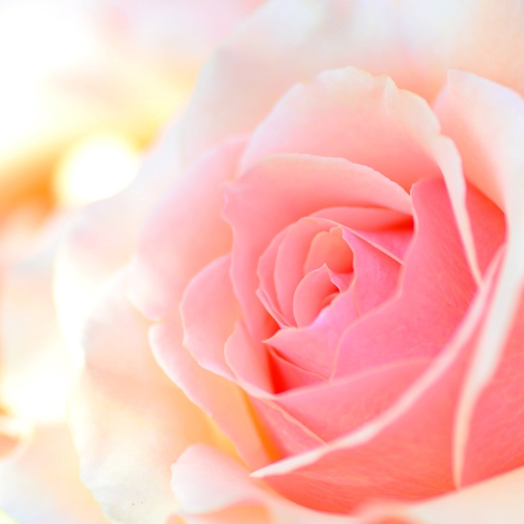 Обои макро, роза, лепестки, персиковый, macro, rose, petals, peach разрешение 2048x1356 Загрузить