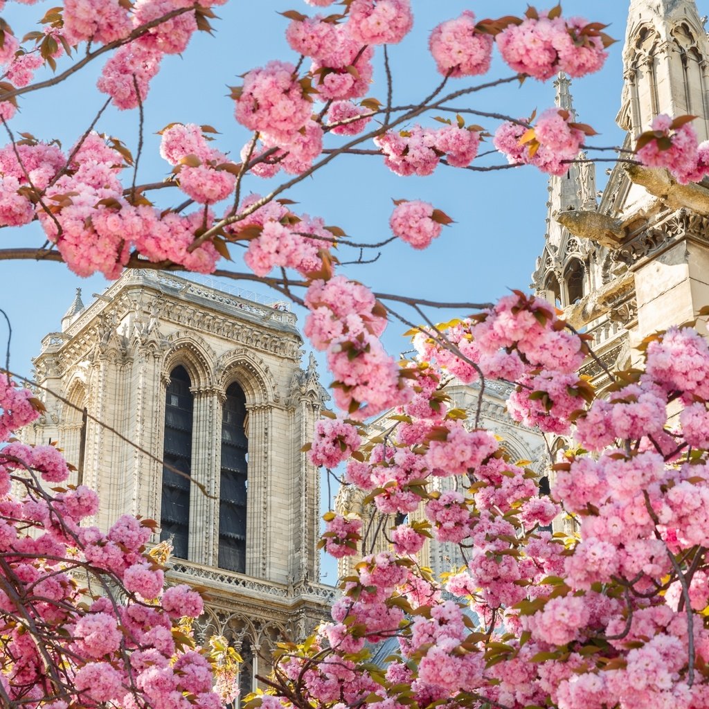 Обои собор, париж, весна, сакура, cathedral, paris, spring, sakura разрешение 2048x1304 Загрузить