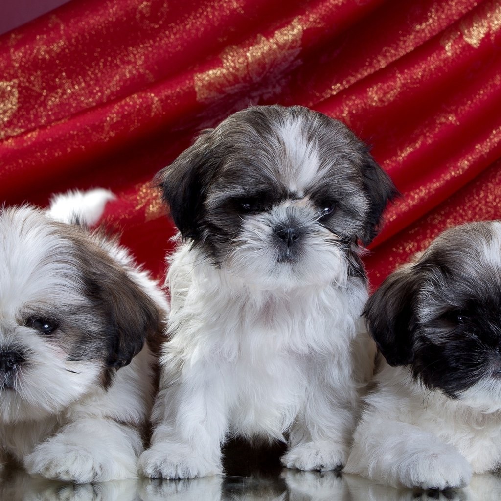 Обои щенки, трио, ши-тцу, puppies, trio, shih tzu разрешение 2100x1280 Загрузить