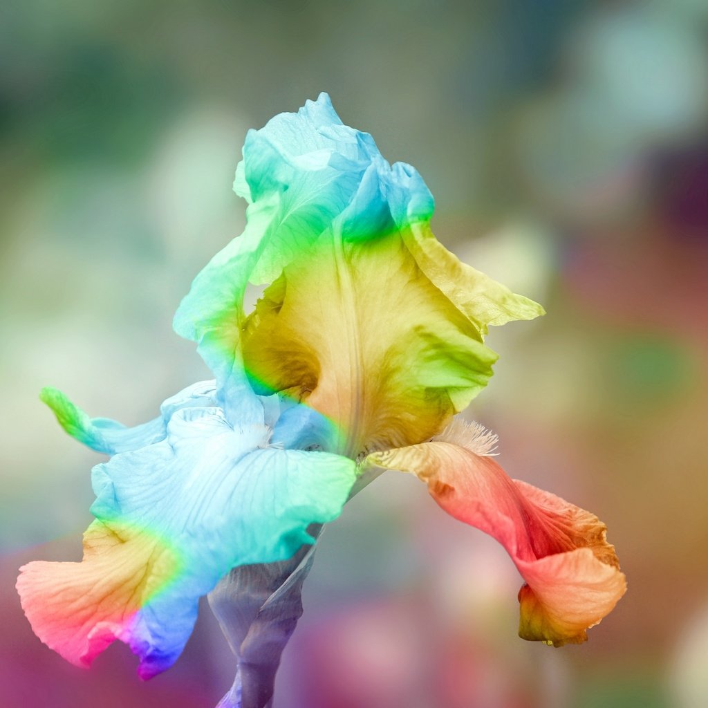 Обои цветок, радуга, ирис, радужный ирис, flower of iris, flower, rainbow, iris, rainbow iris разрешение 2048x1365 Загрузить