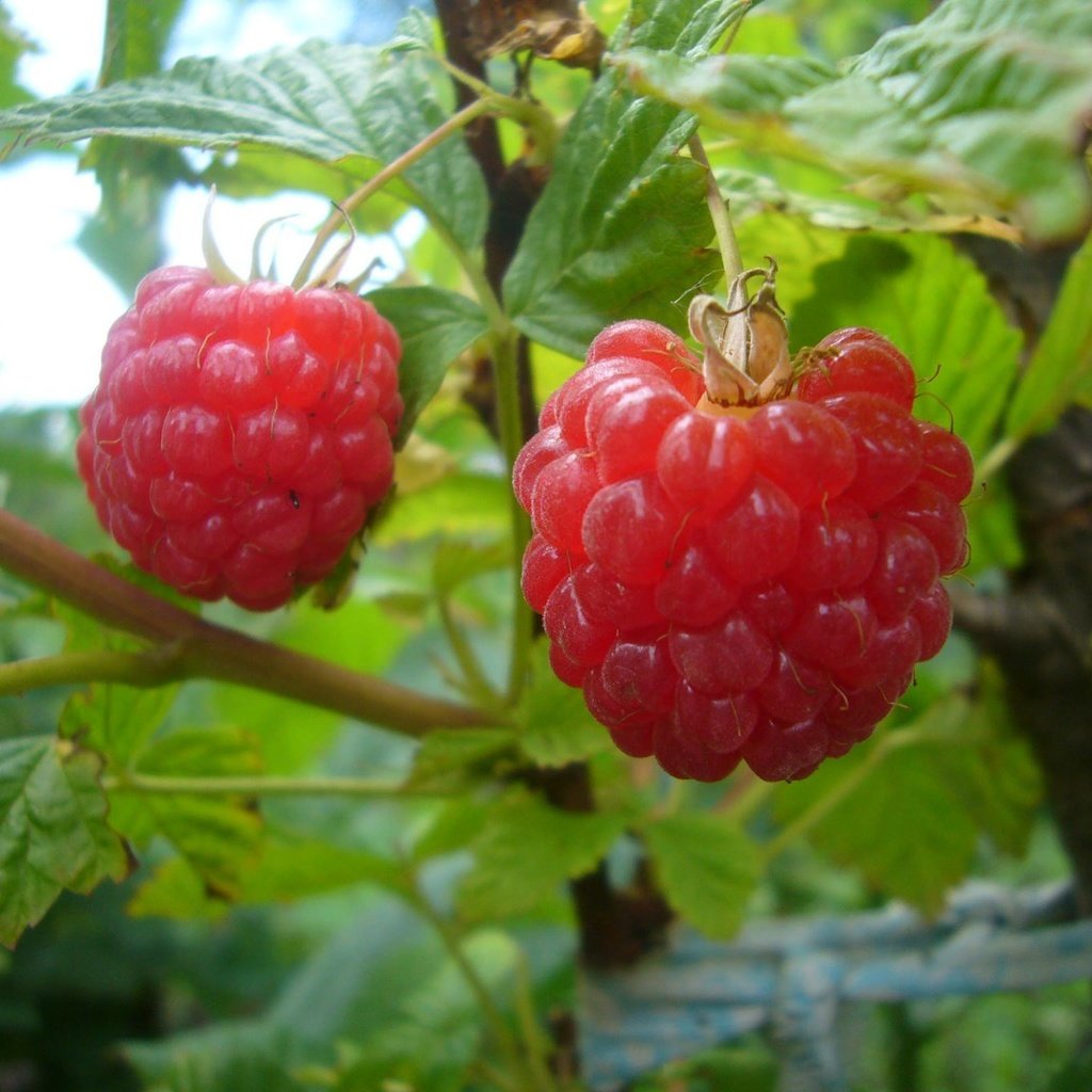 Обои листья, малина, лето, ягоды, куст, leaves, raspberry, summer, berries, bush разрешение 2048x1536 Загрузить