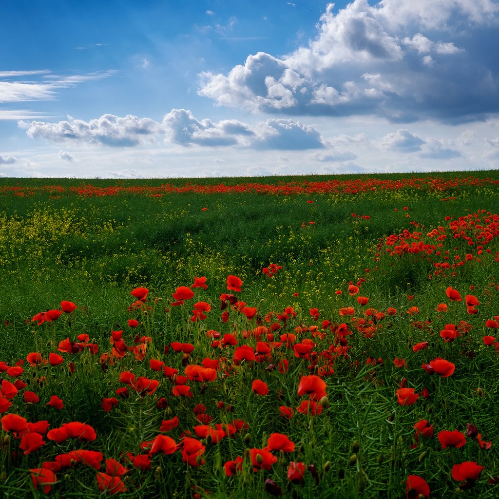 Обои небо, цветы, поле, горизонт, маки, маковое поле, the sky, flowers, field, horizon, maki, poppy field разрешение 2048x1365 Загрузить