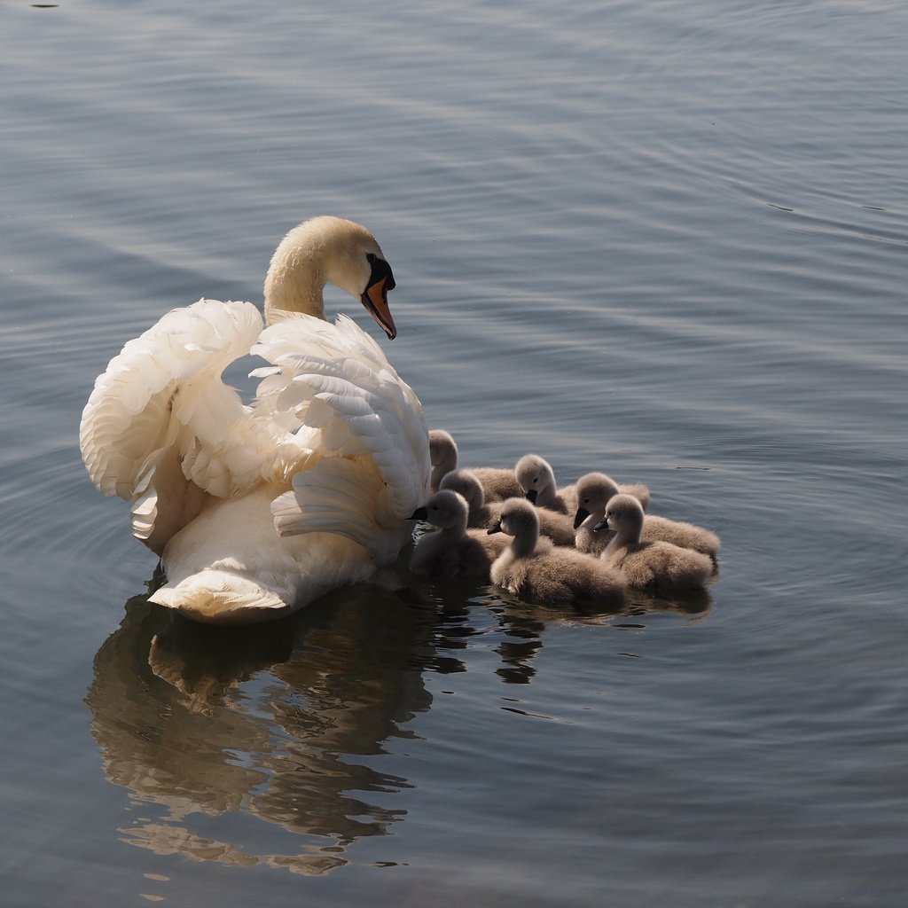 Обои озеро, птицы, лебеди, lake, birds, swans разрешение 4248x2831 Загрузить