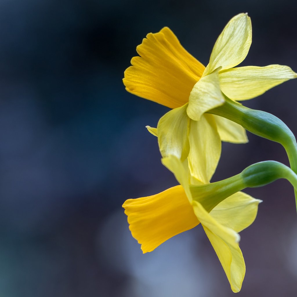 Обои макро, фон, нарциссы, дуэт, macro, background, daffodils, duo разрешение 2048x1365 Загрузить