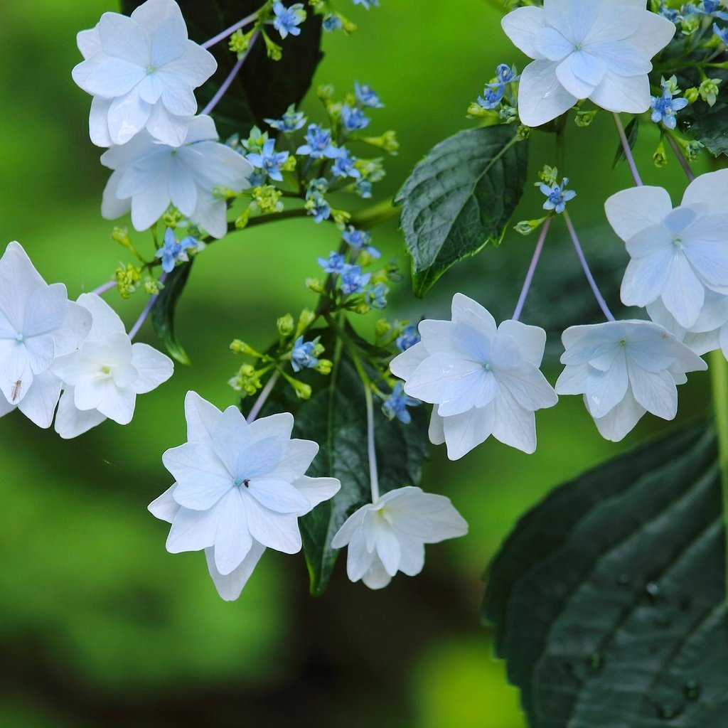 Обои макро, цветки, гортензия, macro, flowers, hydrangea разрешение 2048x1365 Загрузить