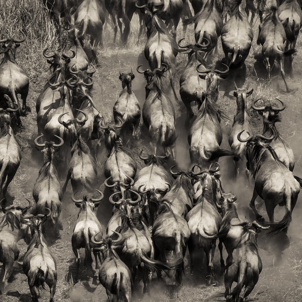 Обои чёрно-белое, африка, стадо, кения, буйволы, black and white, africa, the herd, kenya, buffalo разрешение 2048x1152 Загрузить