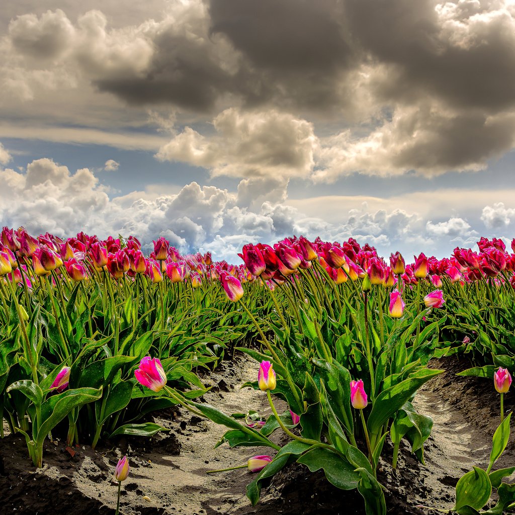 Обои небо, облака, поле, тюльпаны, ветер, фотошоп, много, нидерланды, the sky, clouds, field, tulips, the wind, photoshop, a lot, netherlands разрешение 2960x1680 Загрузить