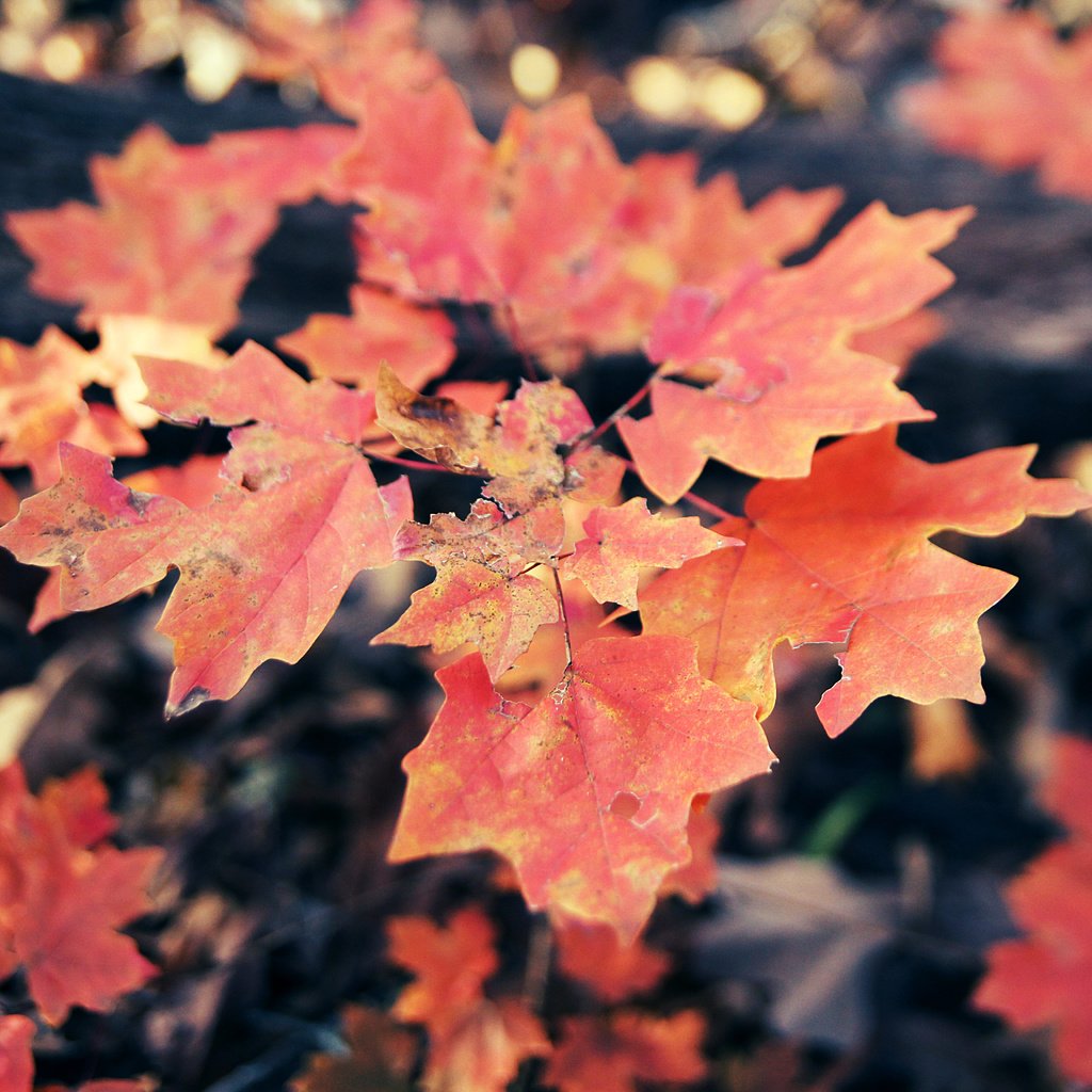 Обои листья, осень, клен, кленовый лист, осенние листья, leaves, autumn, maple, maple leaf, autumn leaves разрешение 5184x3456 Загрузить