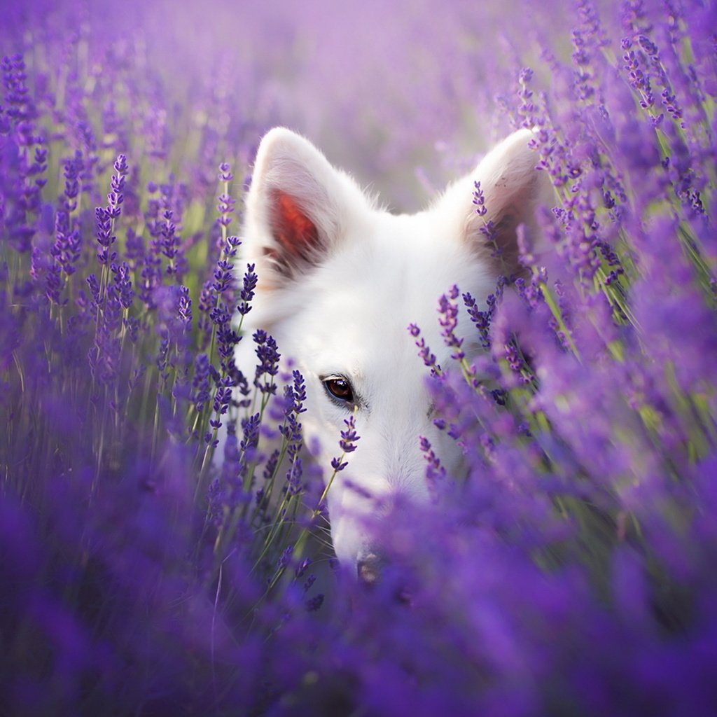 Обои взгляд, собака, друг, лаванды, look, dog, each, lavender разрешение 1920x1228 Загрузить