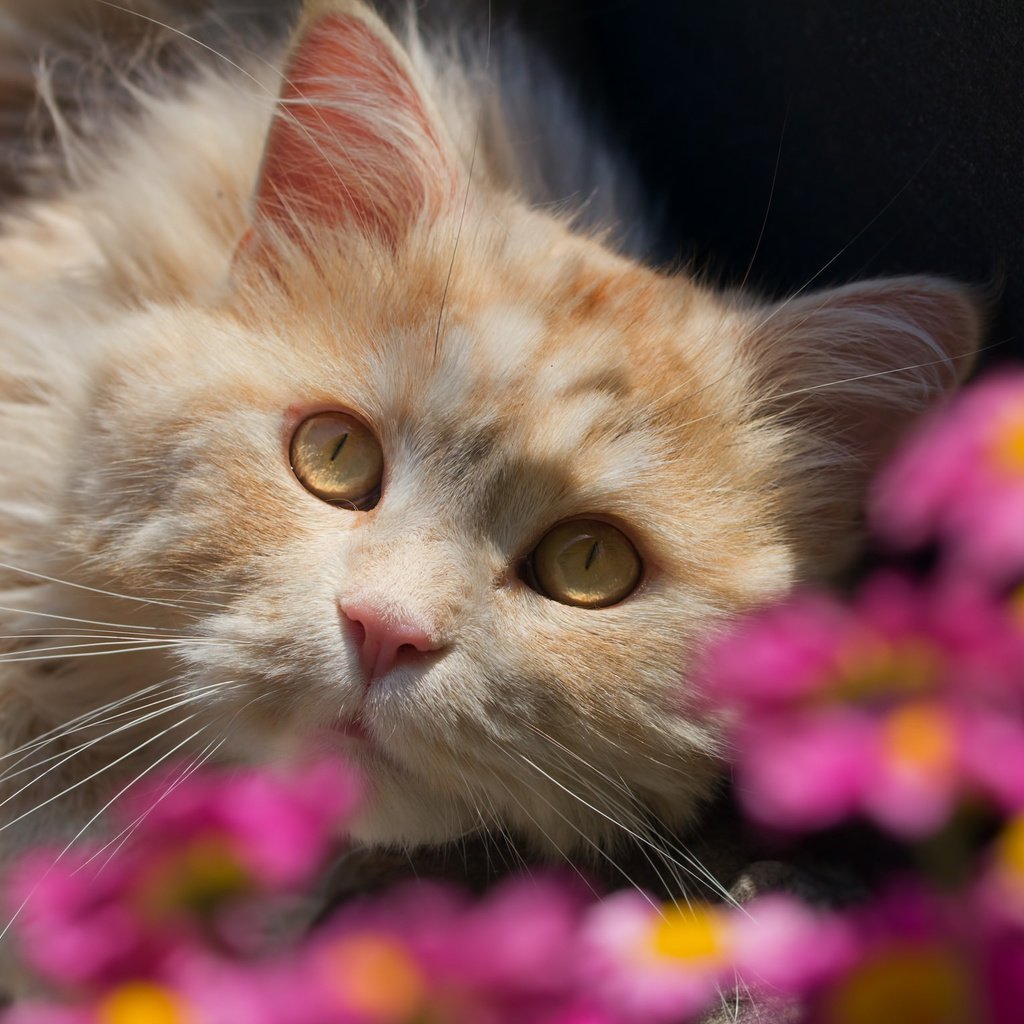 Обои цветы, кот, взгляд, flowers, cat, look разрешение 2048x1536 Загрузить