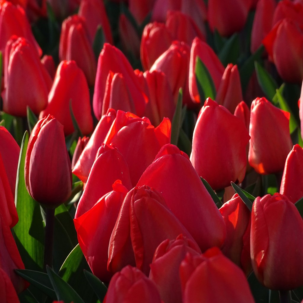 Обои бутоны, тюльпаны, много, красные тюльпаны, buds, tulips, a lot, red tulips разрешение 3600x2400 Загрузить