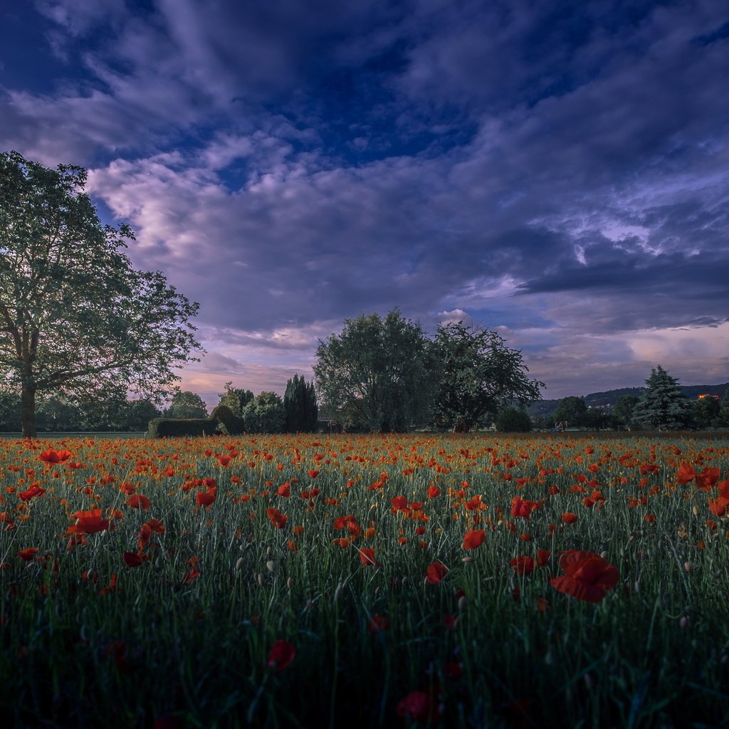 Обои вечер, поле, маки, the evening, field, maki разрешение 4825x2714 Загрузить