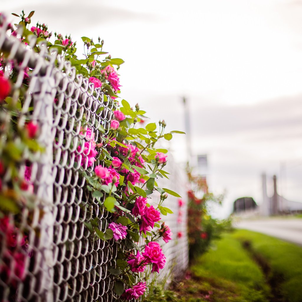 Обои цветы, фон, забор, flowers, background, the fence разрешение 2048x1365 Загрузить