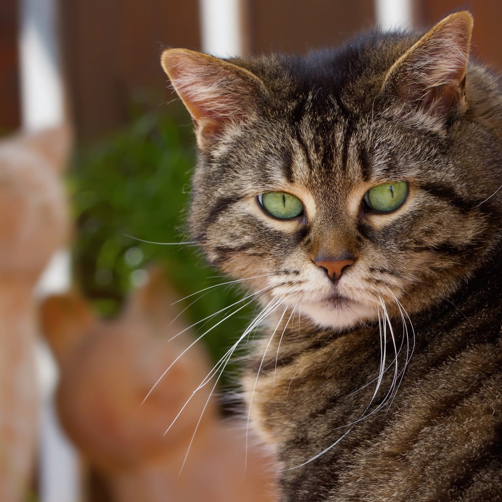 Обои кот, усы, кошка, взгляд, уши, зеленые глаза, cat, mustache, look, ears, green eyes разрешение 2048x1498 Загрузить