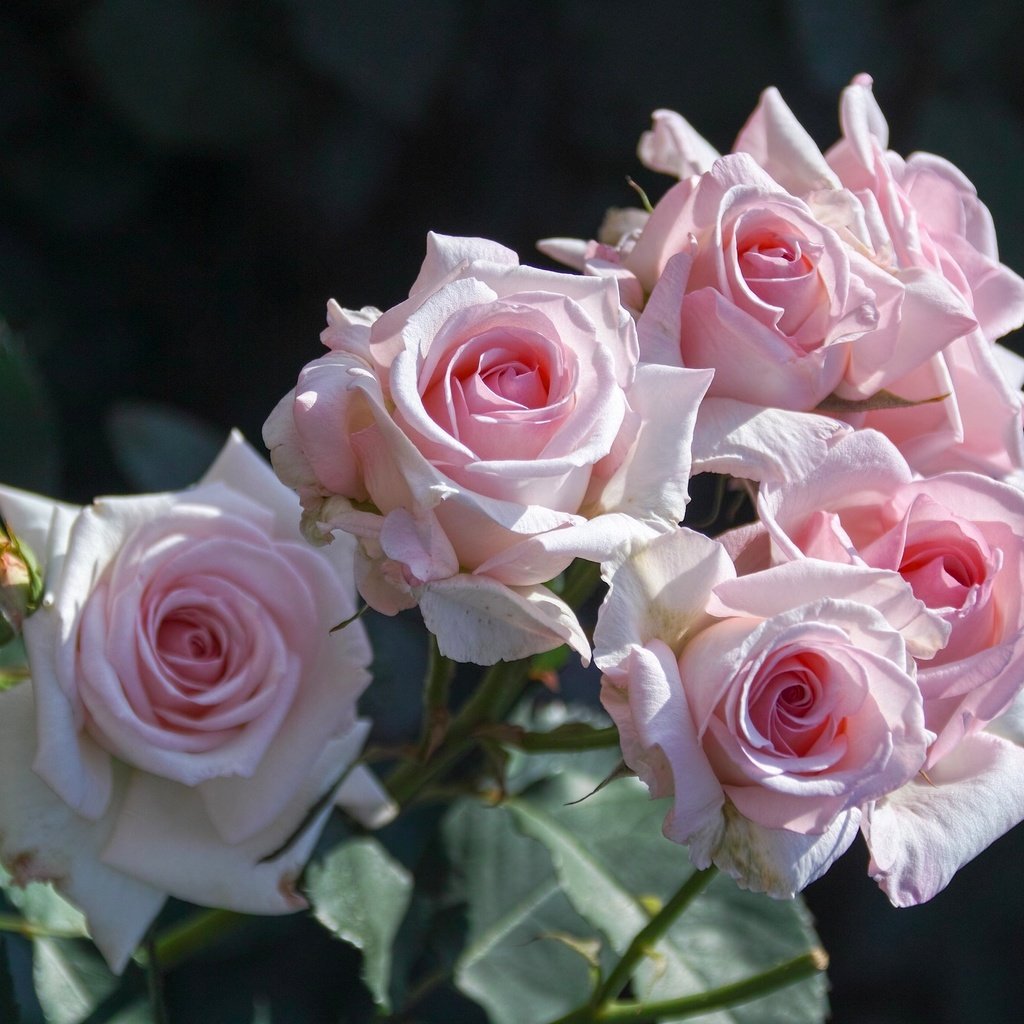 Обои бутоны, розы, розовые, buds, roses, pink разрешение 2048x1365 Загрузить