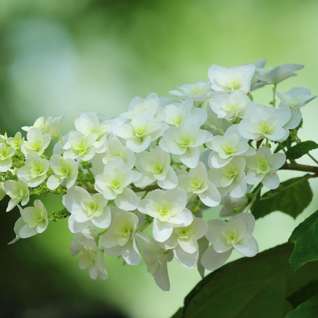 Обои макро, соцветие, гортензия, macro, inflorescence, hydrangea разрешение 2048x1398 Загрузить