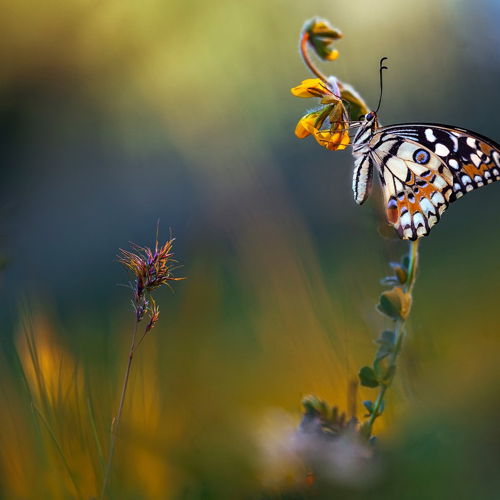 Обои цветы, макро, фон, лето, бабочка, луг, flowers, macro, background, summer, butterfly, meadow разрешение 2048x1152 Загрузить